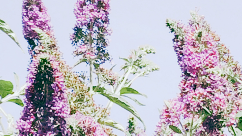 [Translate to English:] Buddleja