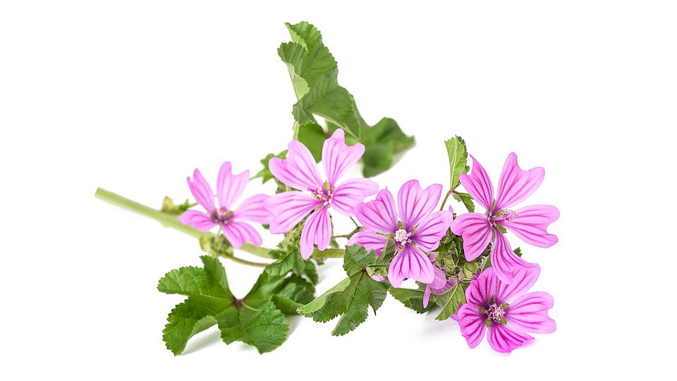 Malva Sylvestris