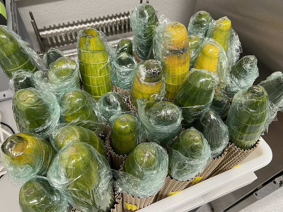 The cucumbers, after they have been in the incubator for a fortnight