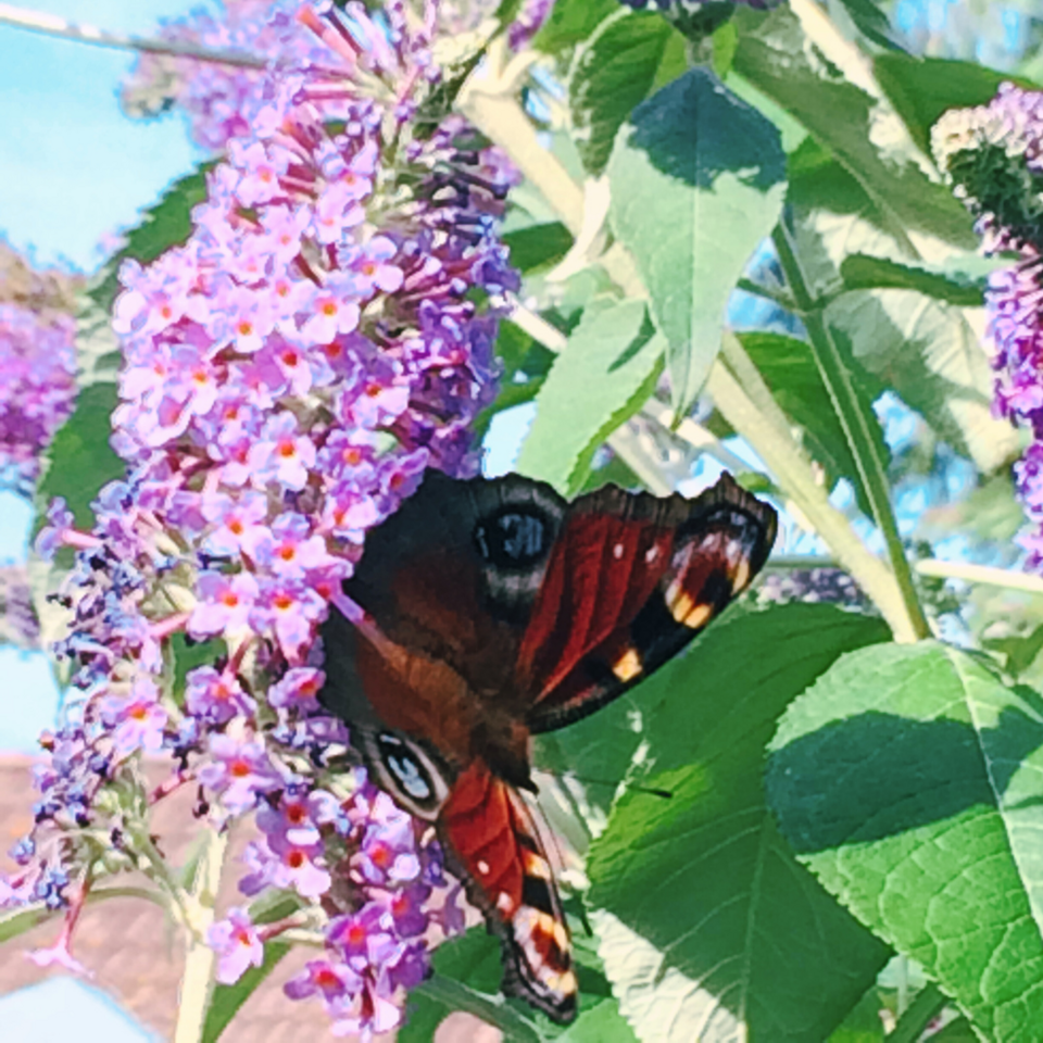 [Translate to English:] Buddleja