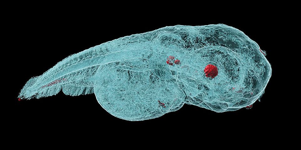 Zebra Fish