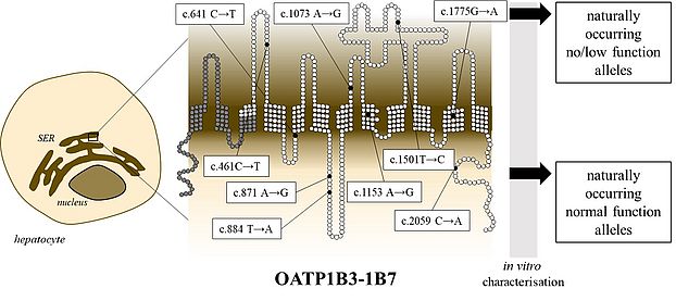 Graphical Abstract
