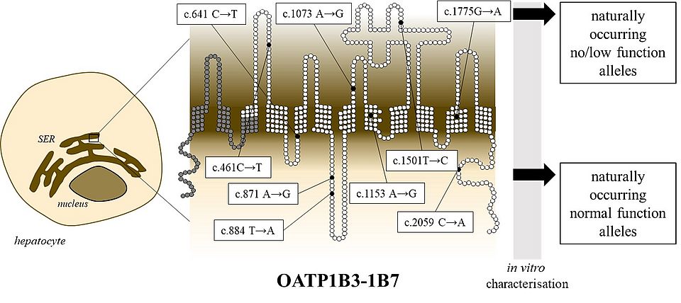 Graphical Abstract