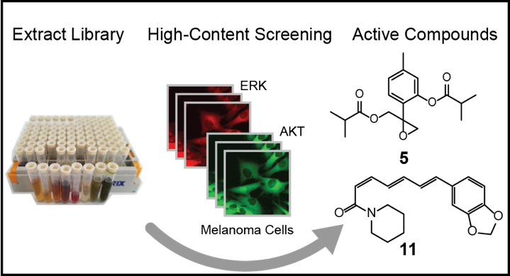 Overview of the screening pipeline